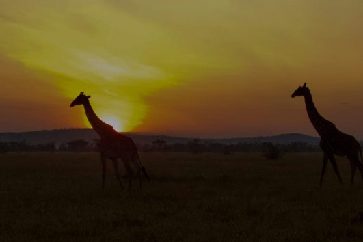 3 Days Tanzania Safari – 2 Nights Safari + 2 nights