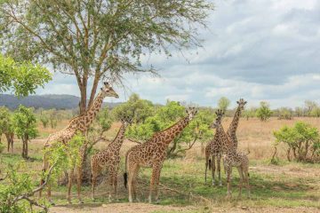 1-days-mikumi-safari