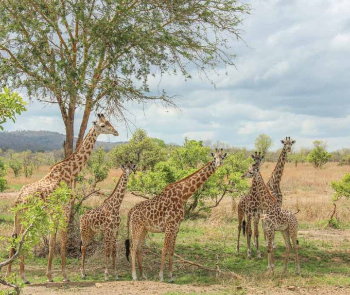 1-days-mikumi-safari