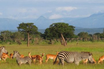 4-days-tanzania-safari